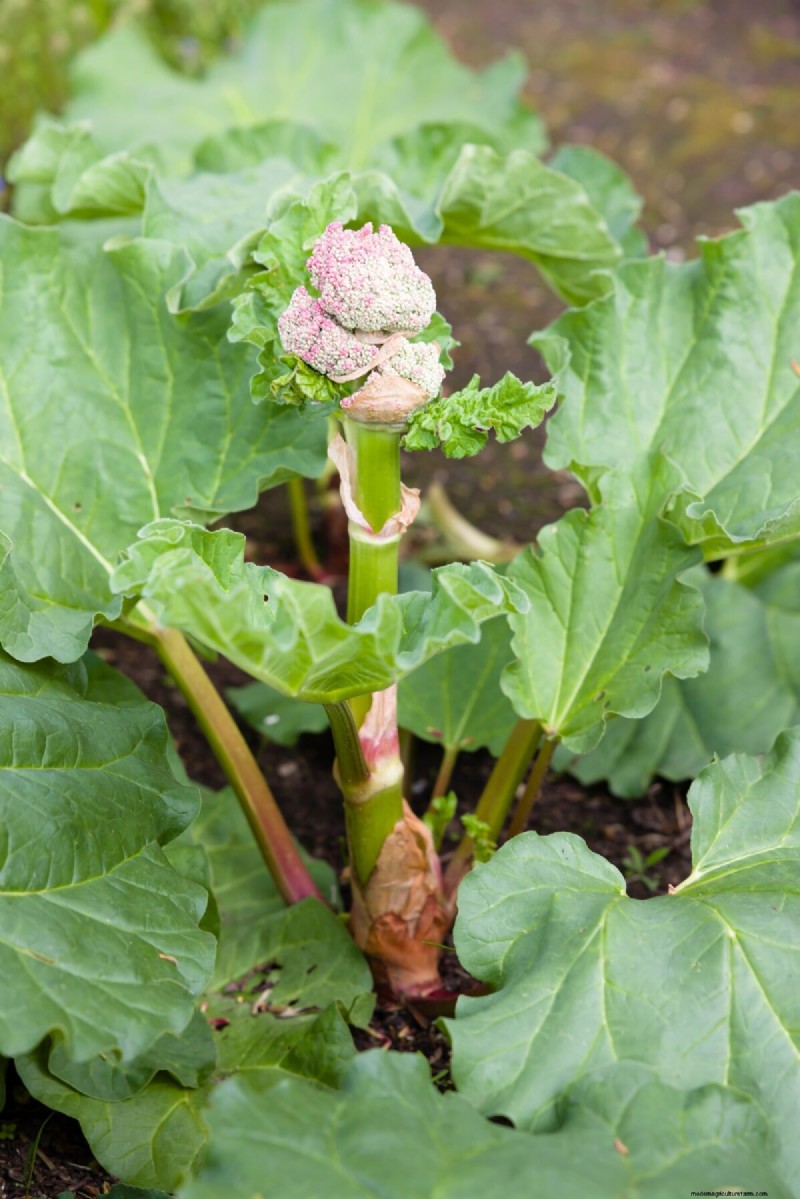 Rhubarb Care: Spring Tasks for a Bountiful Harvest