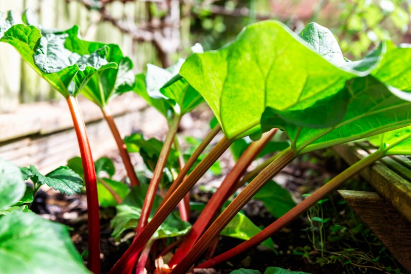 Rhubarb Care: Spring Tasks for a Bountiful Harvest