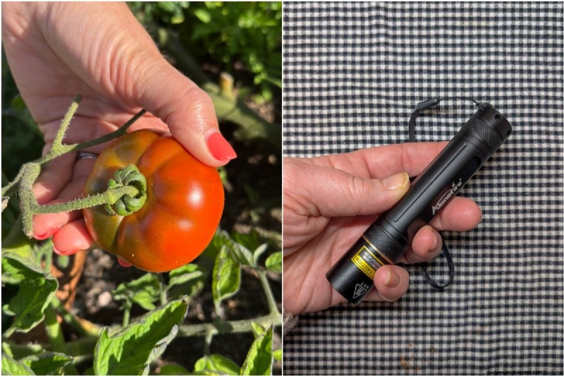 Grow Better Tomatoes: 7 Essential Tools & Techniques