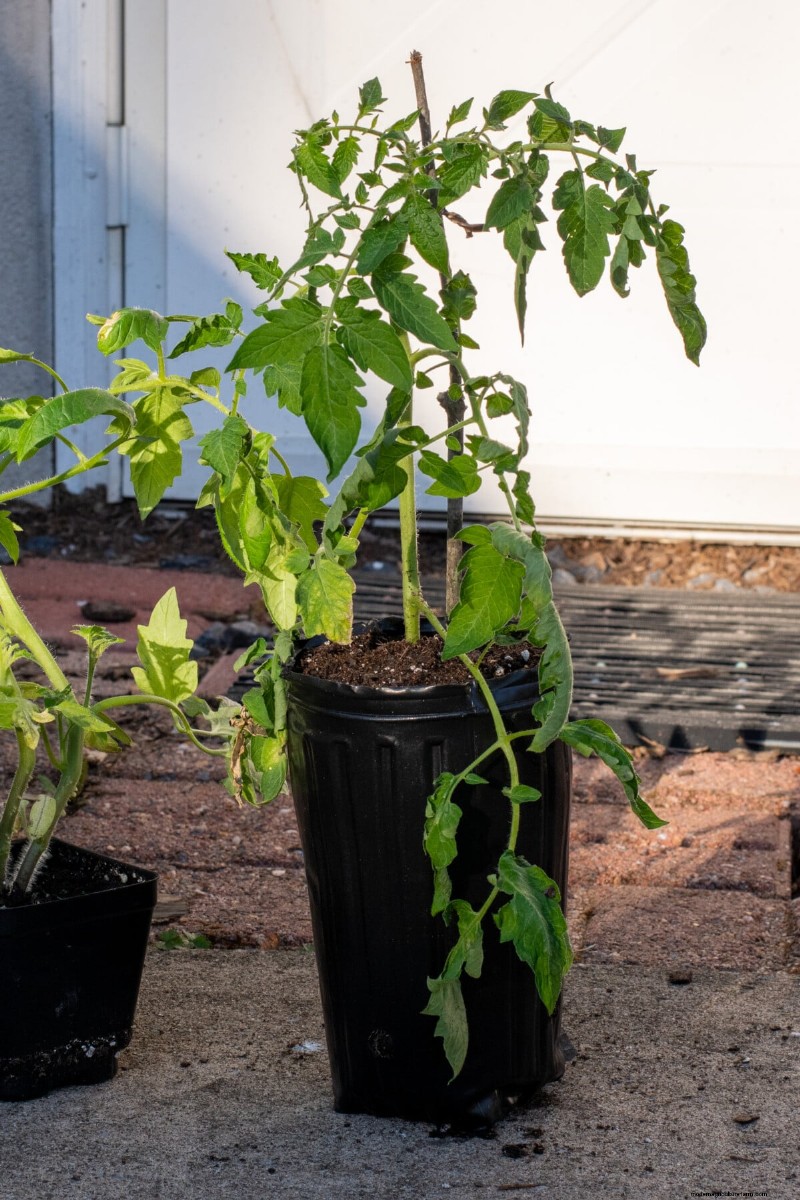 Grow Better Tomatoes: 7 Essential Tools & Techniques