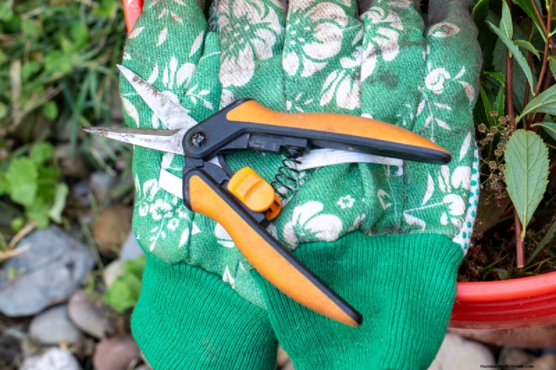 Grow Better Tomatoes: 7 Essential Tools & Techniques