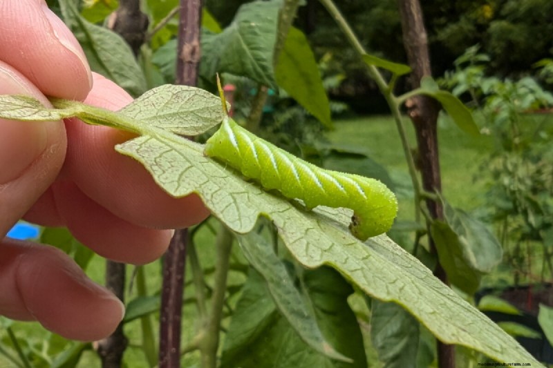 Grow Better Tomatoes: 7 Essential Tools & Techniques