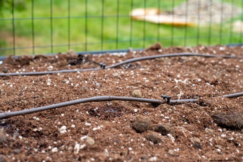 Grow Better Tomatoes: 7 Essential Tools & Techniques