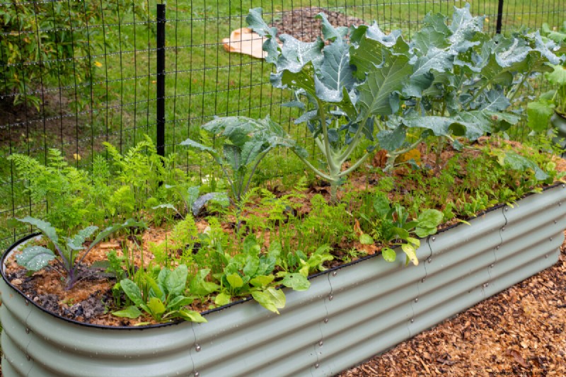 February Raised Bed Gardening: 3 Essential Tasks for a Bountiful Season