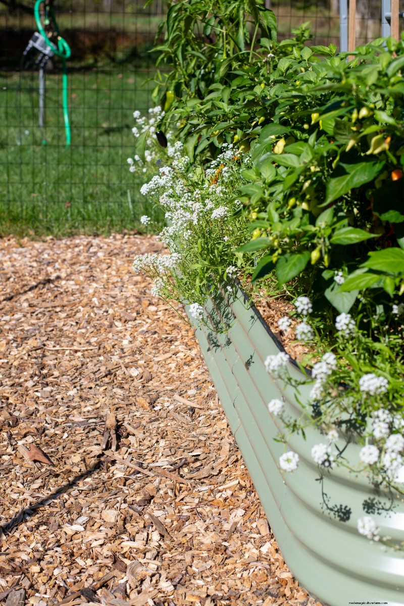 February Raised Bed Gardening: 3 Essential Tasks for a Bountiful Season
