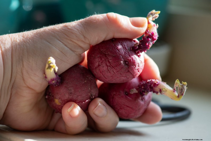 Chitting Potatoes: A Beginner s Guide for Successful Growing