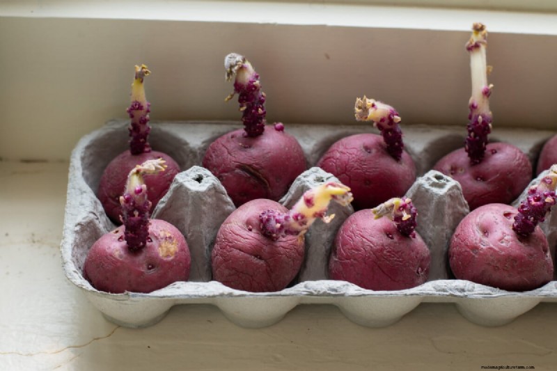 Chitting Potatoes: A Beginner s Guide for Successful Growing