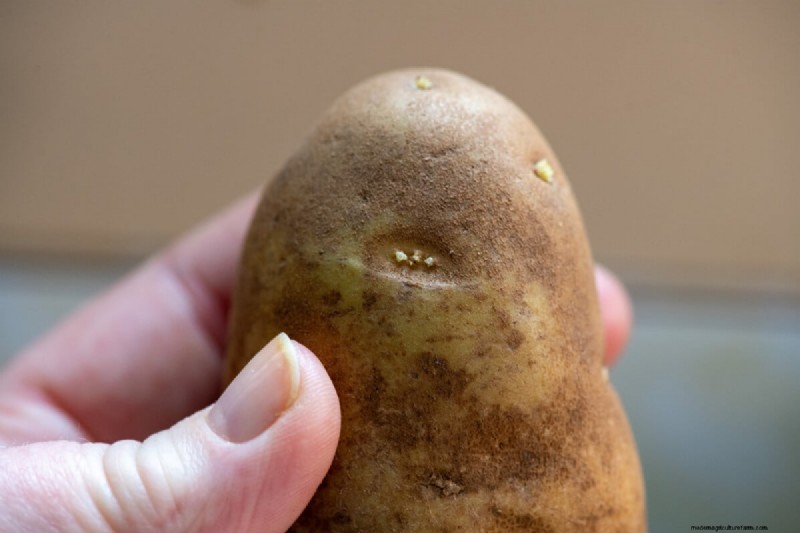 Chitting Potatoes: A Beginner s Guide for Successful Growing
