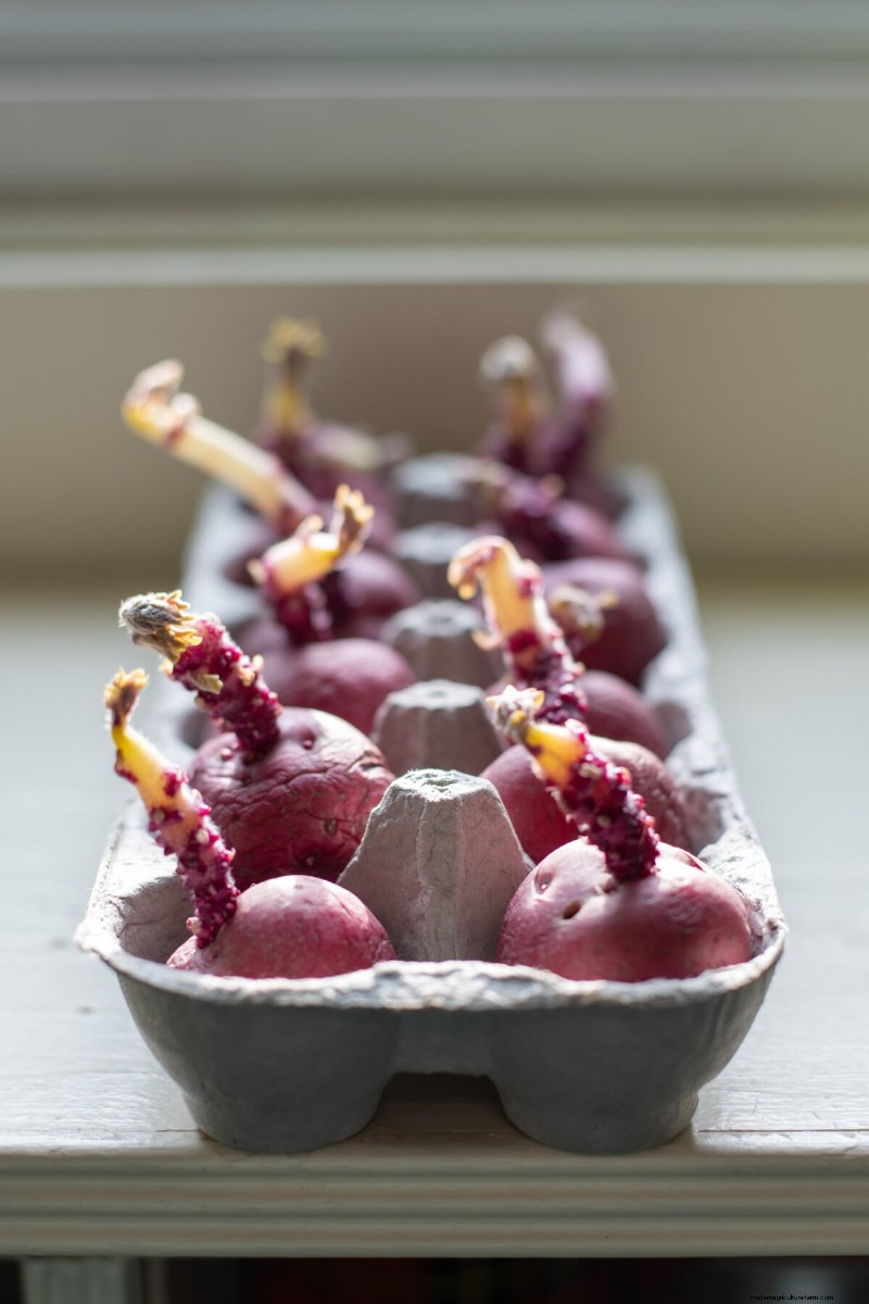 Chitting Potatoes: A Beginner s Guide for Successful Growing
