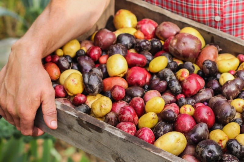 Chitting Potatoes: A Beginner s Guide for Successful Growing