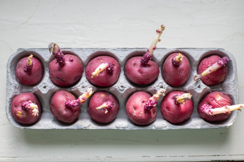 Chitting Potatoes: A Beginner s Guide for Successful Growing