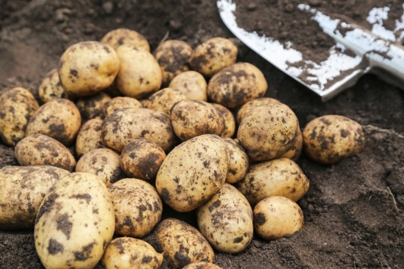 Chitting Potatoes: A Beginner s Guide for Successful Growing