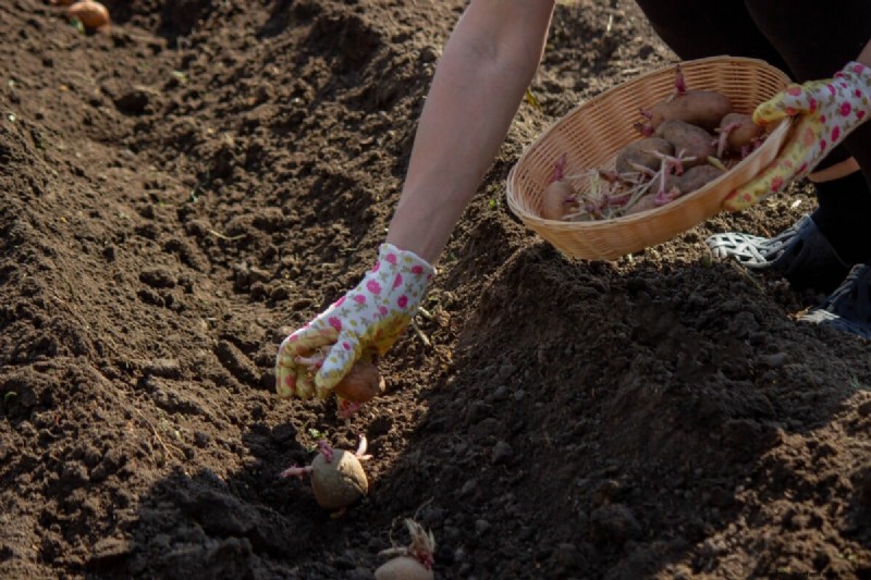 Chitting Potatoes: A Beginner s Guide for Successful Growing