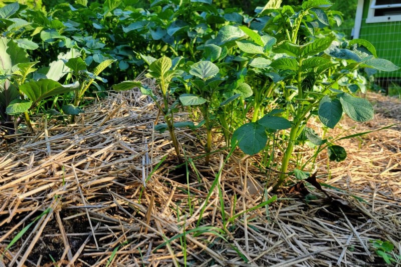 Chitting Potatoes: A Beginner s Guide for Successful Growing