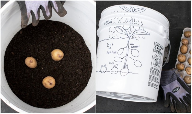 Chitting Potatoes: A Beginner s Guide for Successful Growing