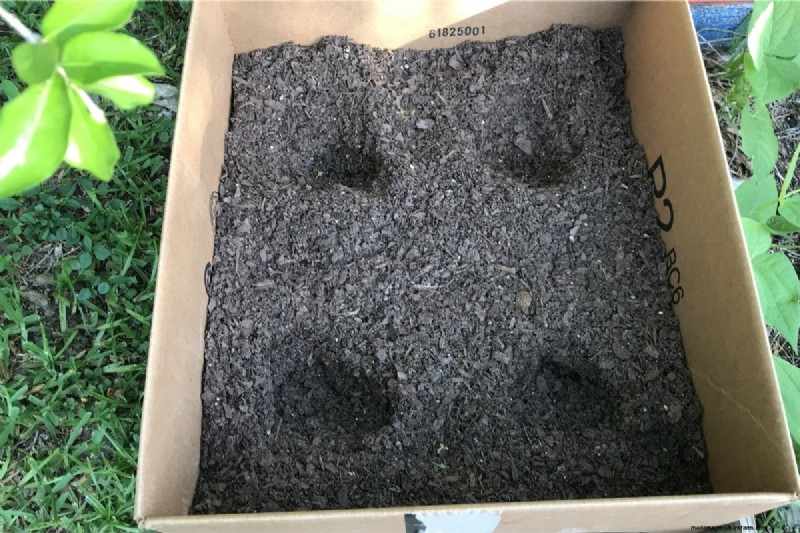 Chitting Potatoes: A Beginner s Guide for Successful Growing
