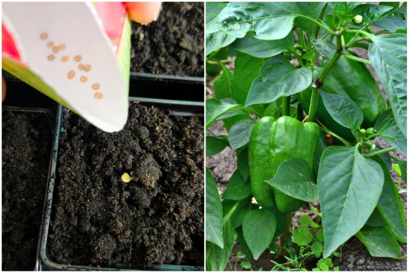 Pepper Seed Starting Guide: Essential Tips for Home Gardeners