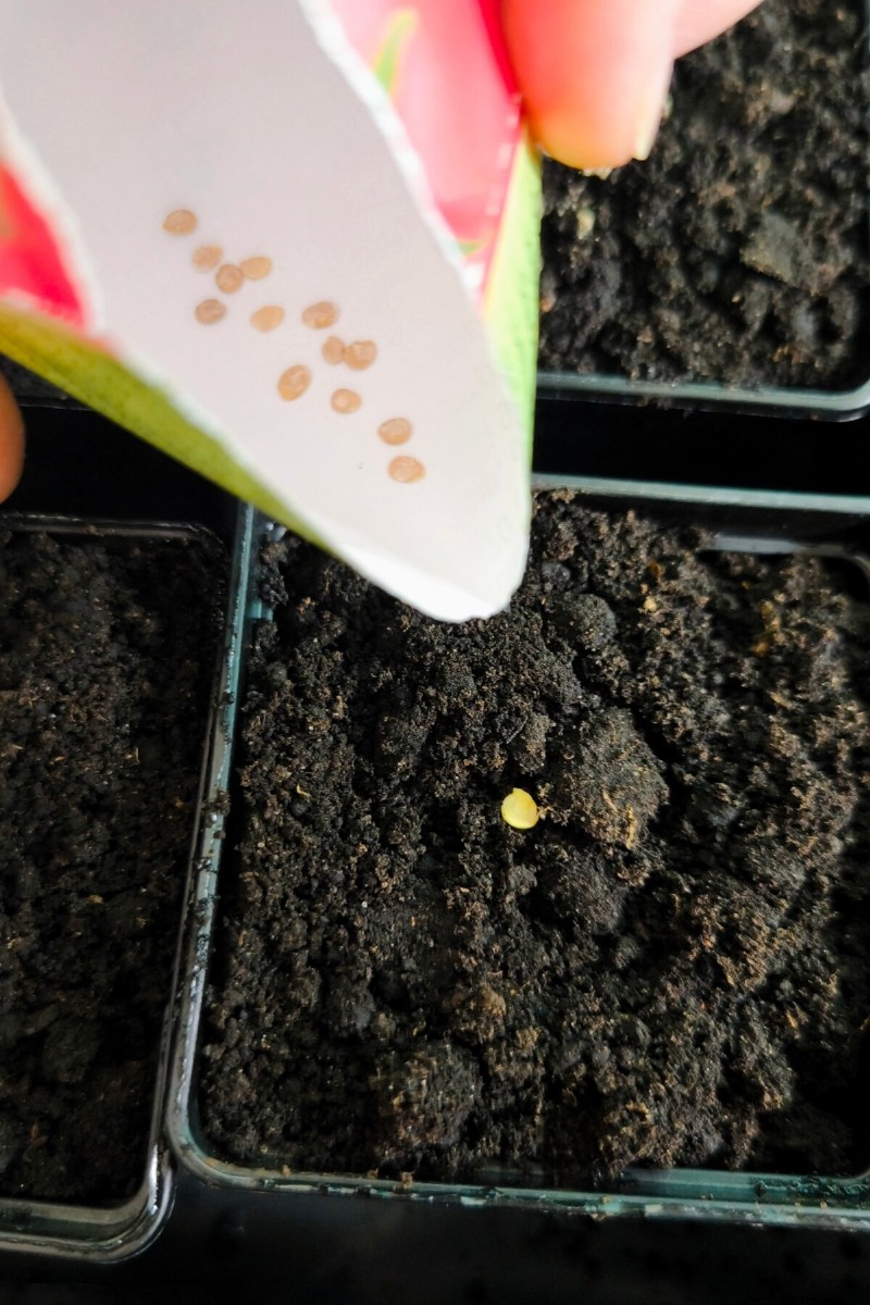 Pepper Seed Starting Guide: Essential Tips for Home Gardeners