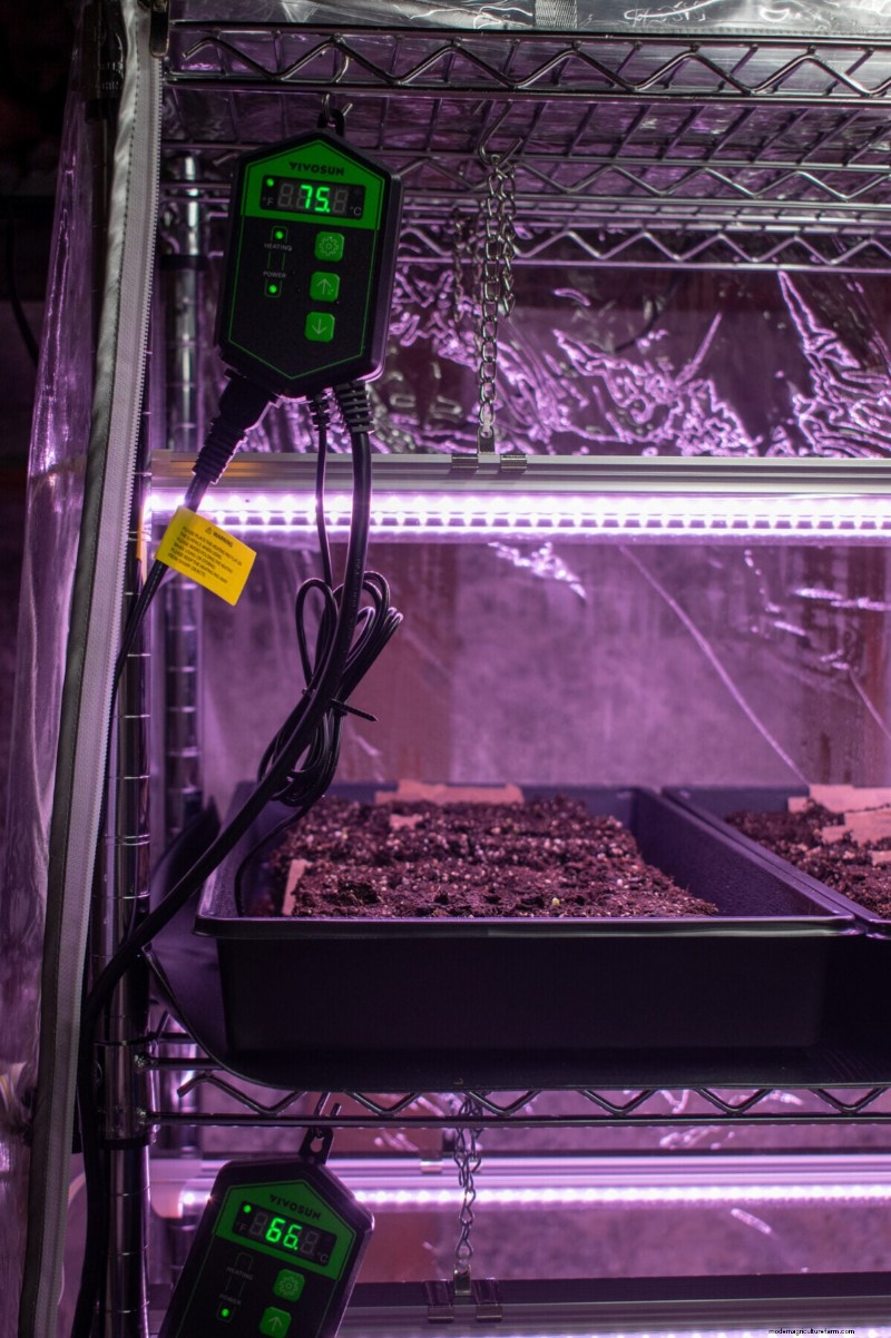 Pepper Seed Starting Guide: Essential Tips for Home Gardeners