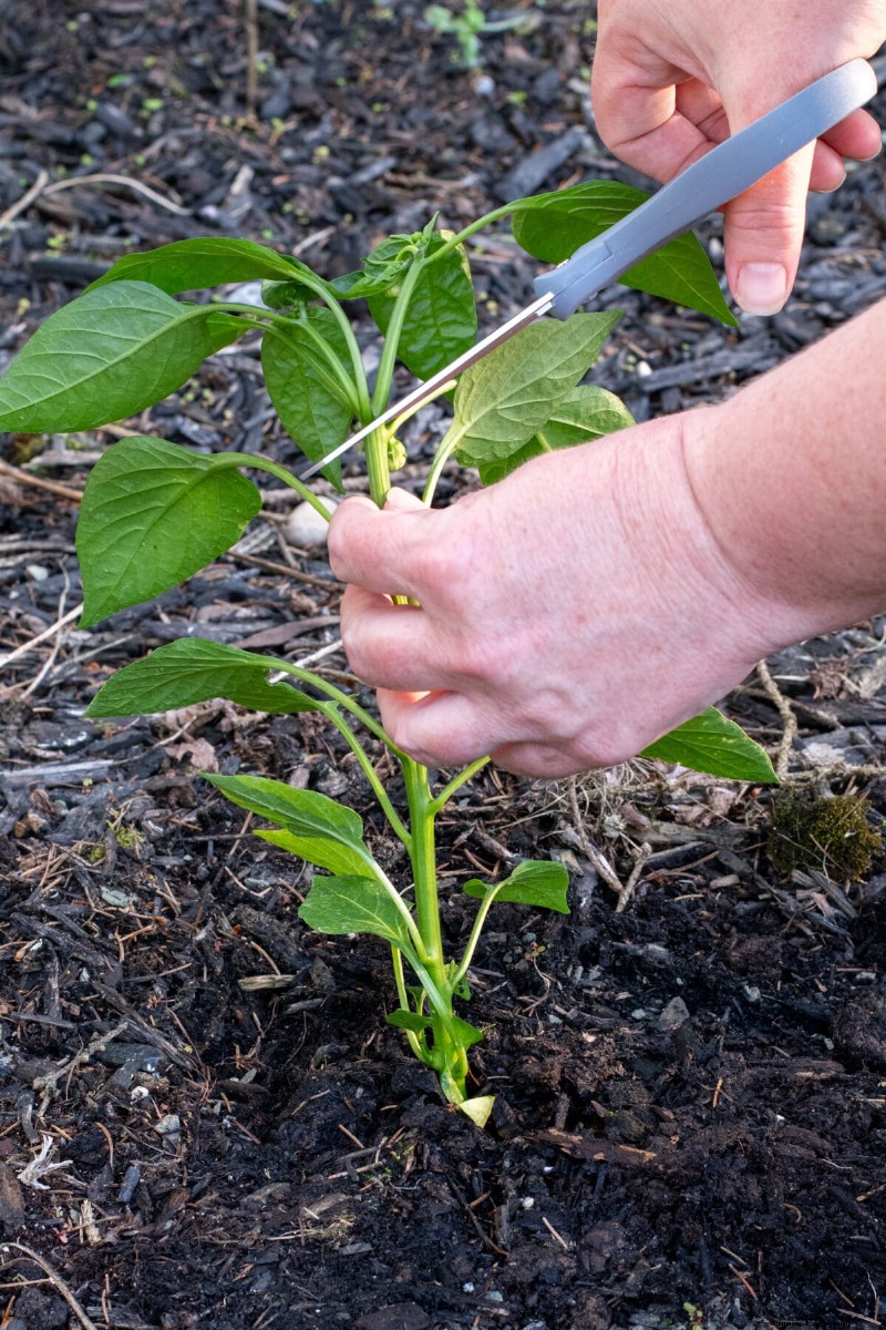 Pepper Seed Starting Guide: Essential Tips for Home Gardeners