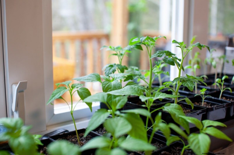 Pepper Seed Starting Guide: Essential Tips for Home Gardeners