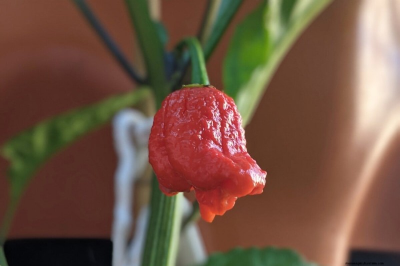 Pepper Seed Starting Guide: Essential Tips for Home Gardeners