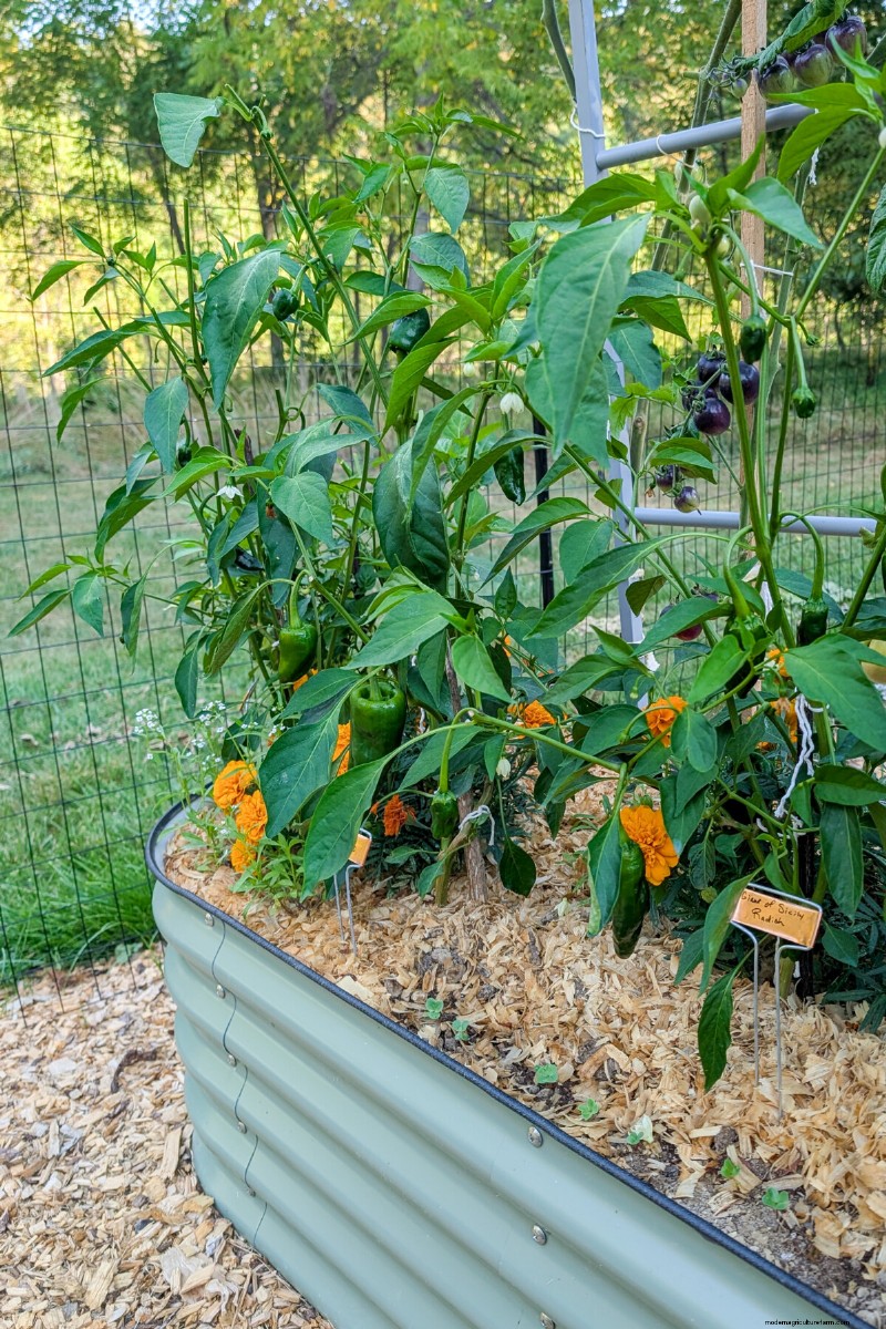 Pepper Seed Starting Guide: Essential Tips for Home Gardeners