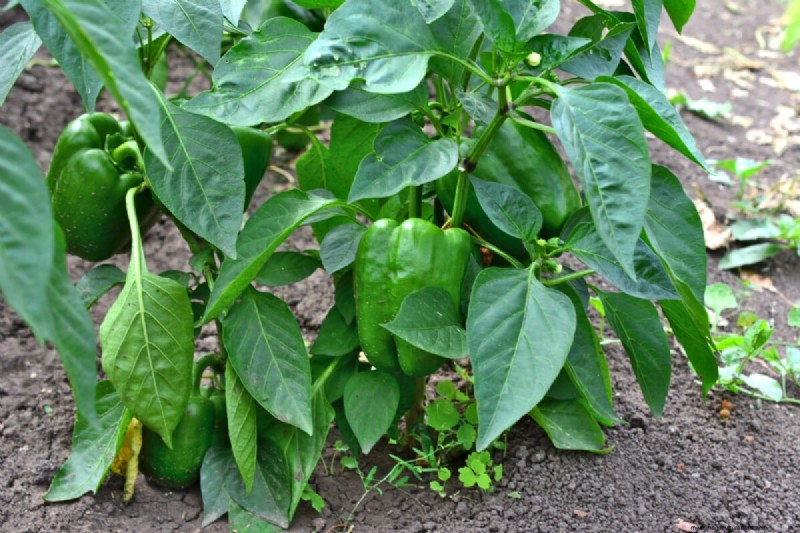 Pepper Seed Starting Guide: Essential Tips for Home Gardeners