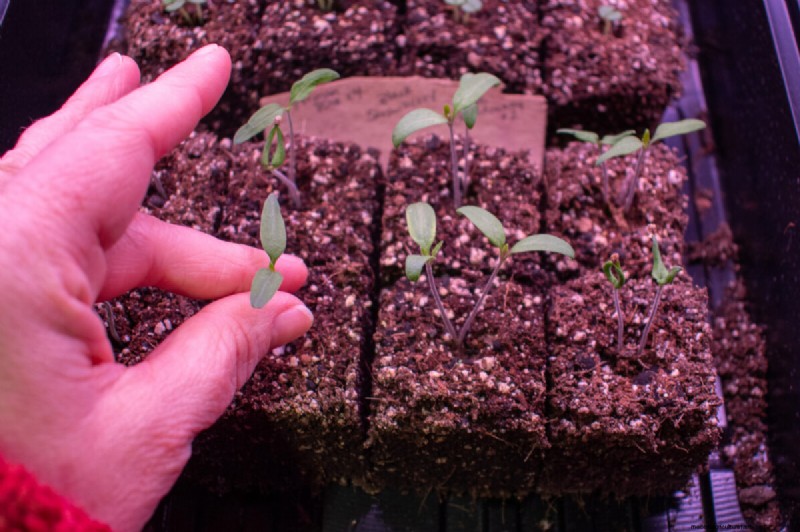 January & February Planting Guide: 18 Vegetables for Every Growing Zone