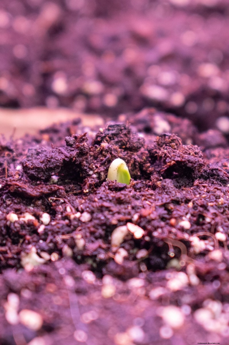 January & February Planting Guide: 18 Vegetables for Every Growing Zone