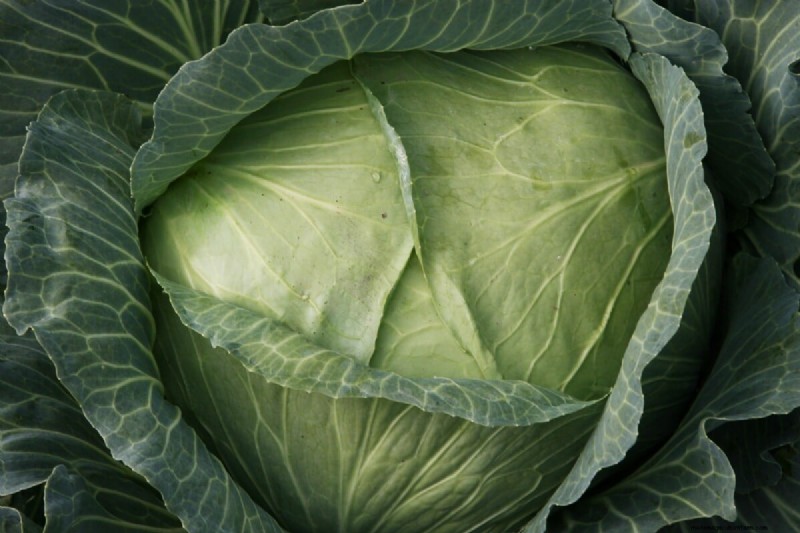 January & February Planting Guide: 18 Vegetables for Every Growing Zone
