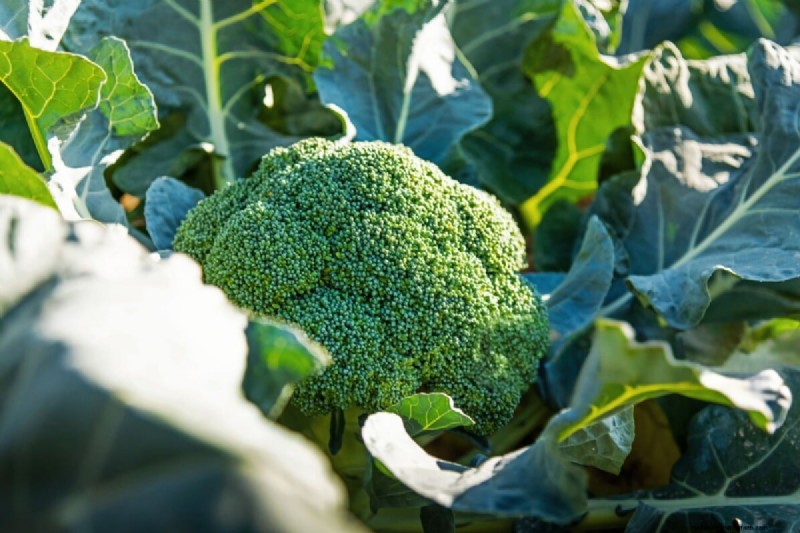 January & February Planting Guide: 18 Vegetables for Every Growing Zone