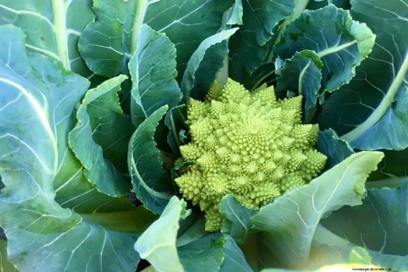 January & February Planting Guide: 18 Vegetables for Every Growing Zone