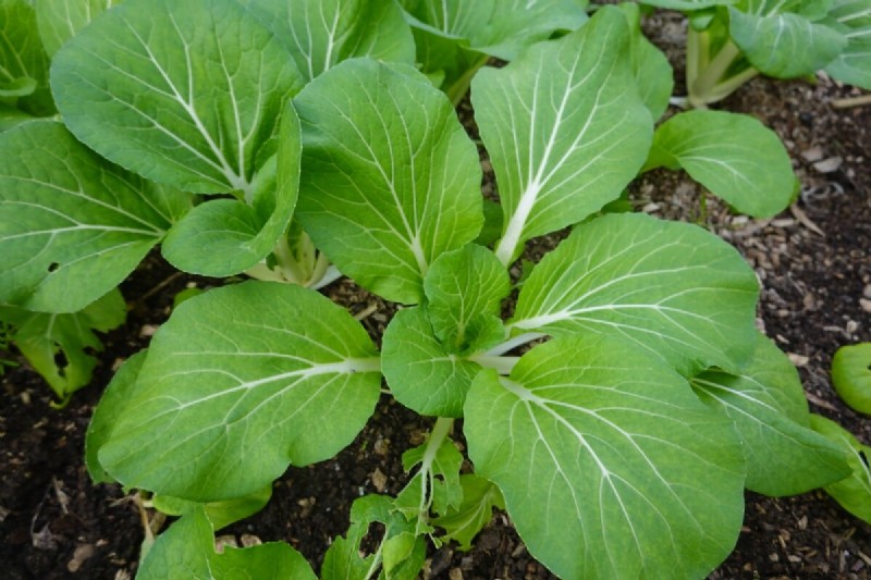 January & February Planting Guide: 18 Vegetables for Every Growing Zone