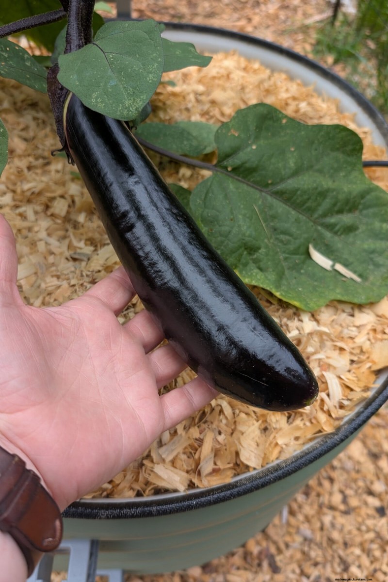 January & February Planting Guide: 18 Vegetables for Every Growing Zone