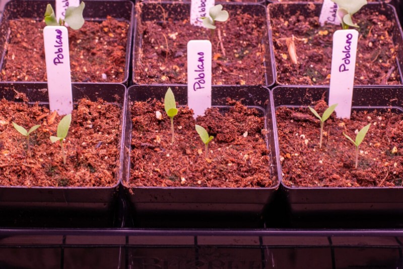January & February Planting Guide: 18 Vegetables for Every Growing Zone