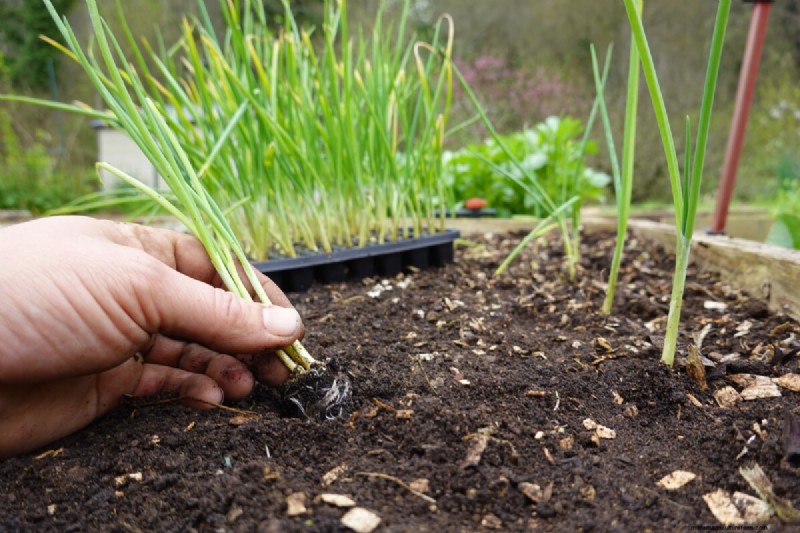 January & February Planting Guide: 18 Vegetables for Every Growing Zone