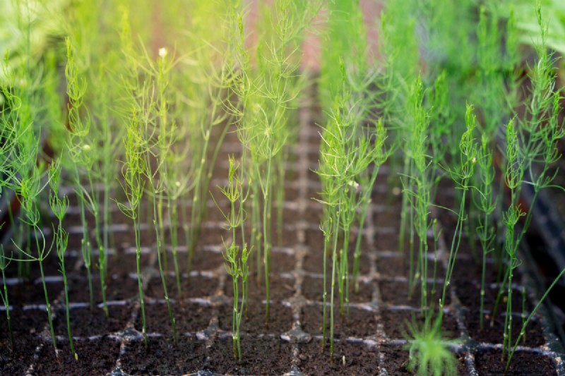 January & February Planting Guide: 18 Vegetables for Every Growing Zone
