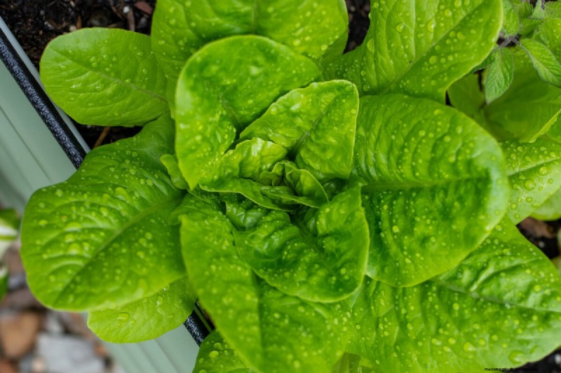 January & February Planting Guide: 18 Vegetables for Every Growing Zone