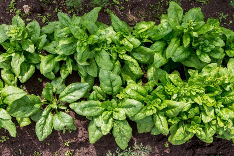 January & February Planting Guide: 18 Vegetables for Every Growing Zone