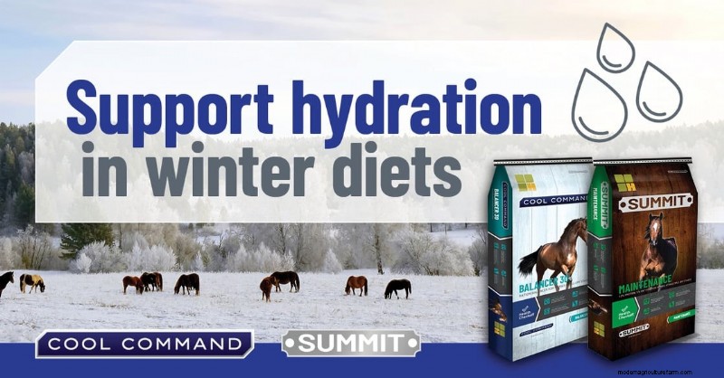 Winter Hydration & Metabolism for Horses: Preventing Colic & Weight Issues