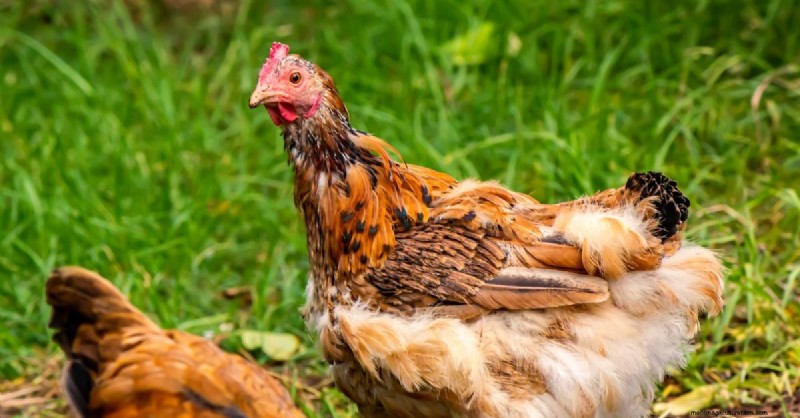 Understanding Chicken Molting: A Guide for Chicken Keepers
