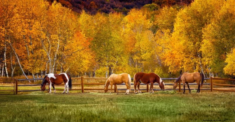 Fall Feeding Strategies for Horses: Maintaining Metabolism & Gut Health