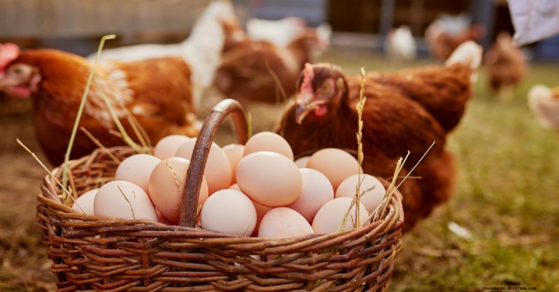 Strong Eggshells: Understanding the Science & Homestead Solutions