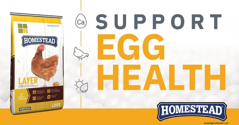 Strong Eggshells: Understanding the Science & Homestead Solutions