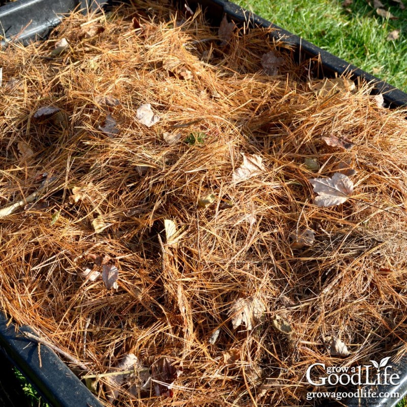 Pine Needle Mulch: Benefits, Uses & Application in Your Garden