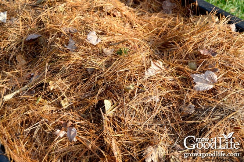 Pine Needle Mulch: Benefits, Uses & Application in Your Garden