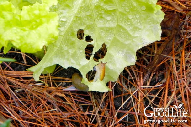 Pine Needle Mulch: Benefits, Uses & Application in Your Garden