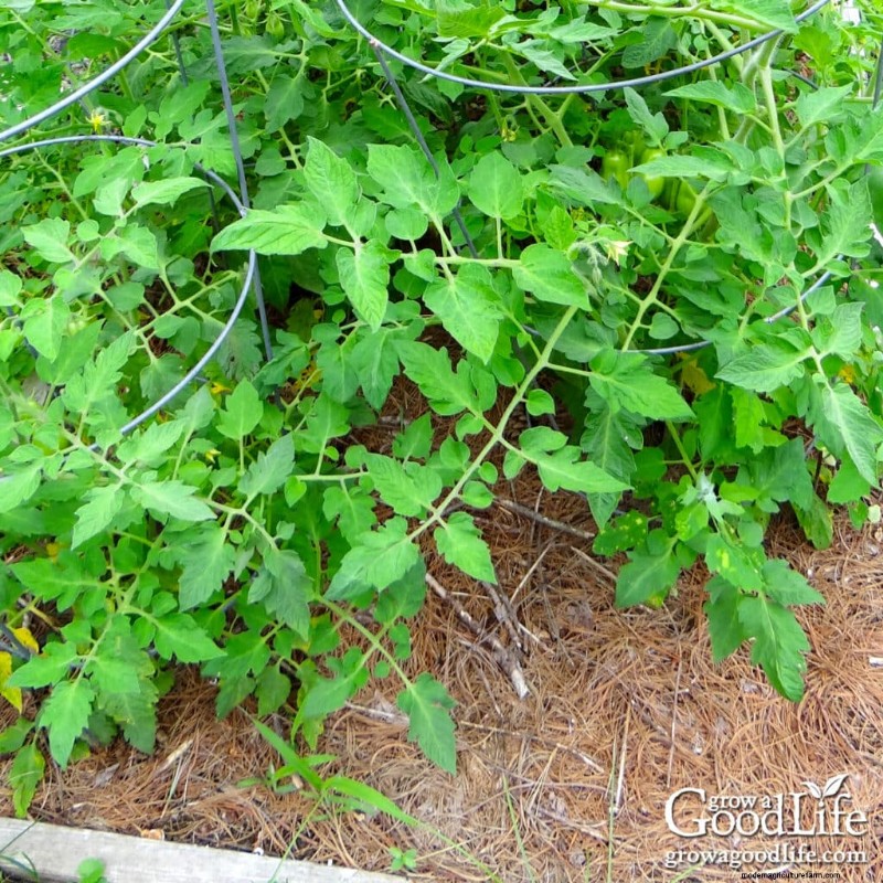 Pine Needle Mulch: Benefits, Uses & Application in Your Garden