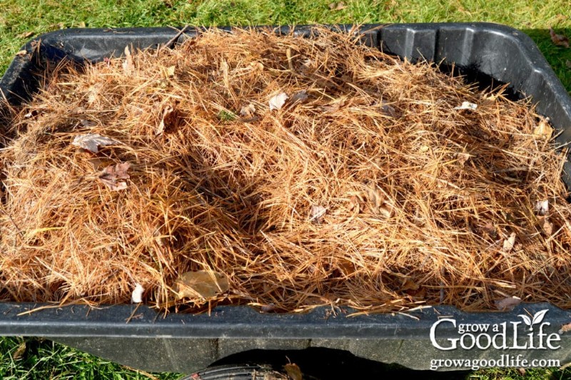 Pine Needle Mulch: Benefits, Uses & Application in Your Garden